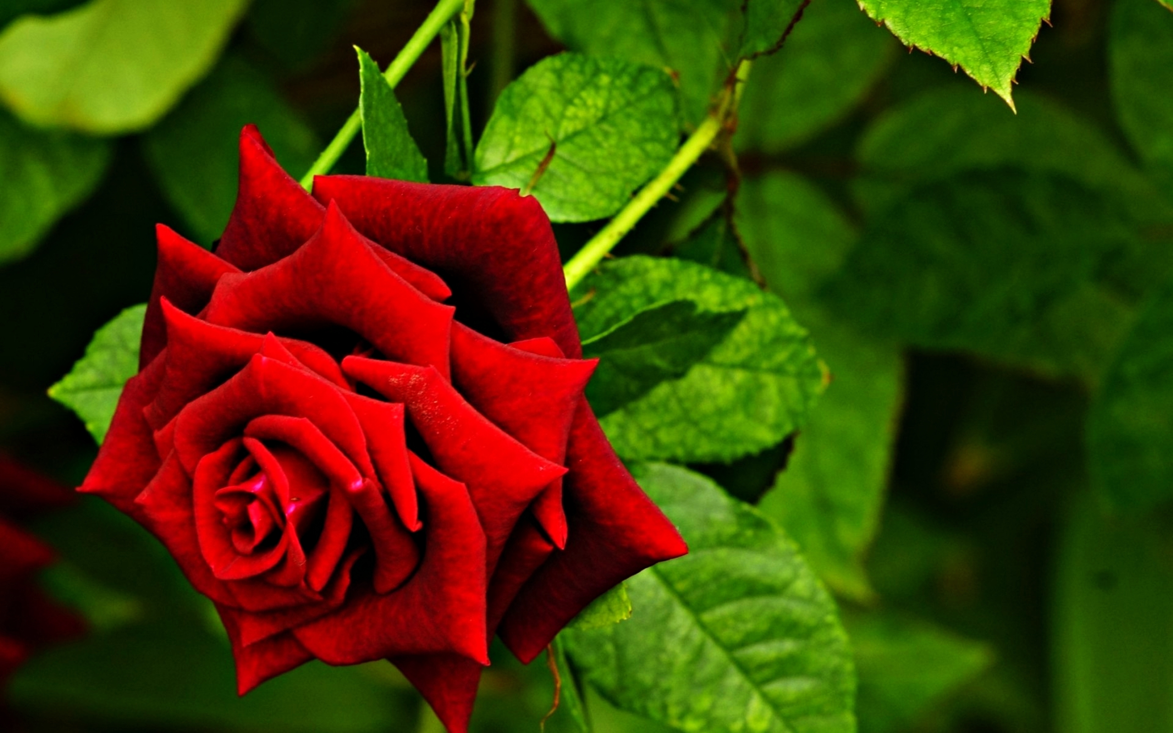 Red Rose 4k Ultra Hd Wallpaper And Background Image 3840x2400 Id593014