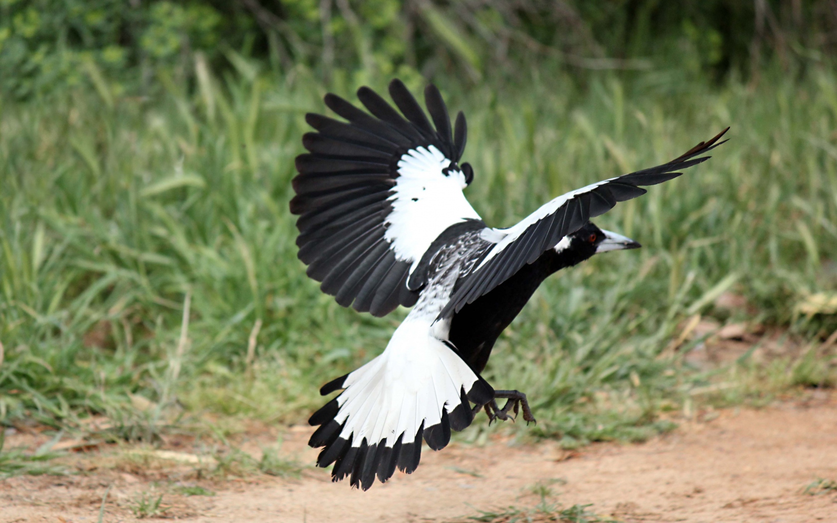 Animal Magpie HD Wallpaper | Background Image