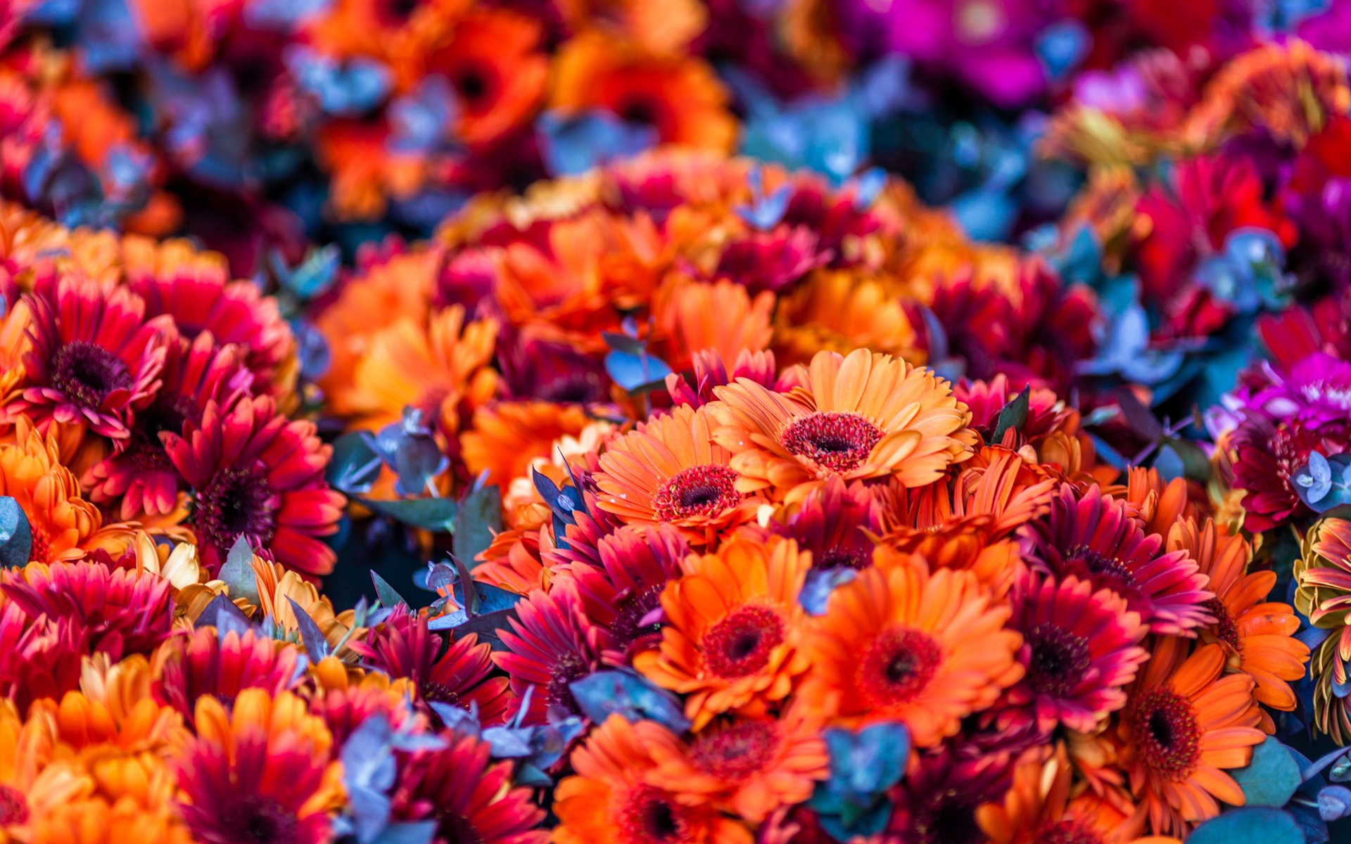 Fond D cran Styl Fleur Fond D Ecran Fleur Ordinateur YJNKG