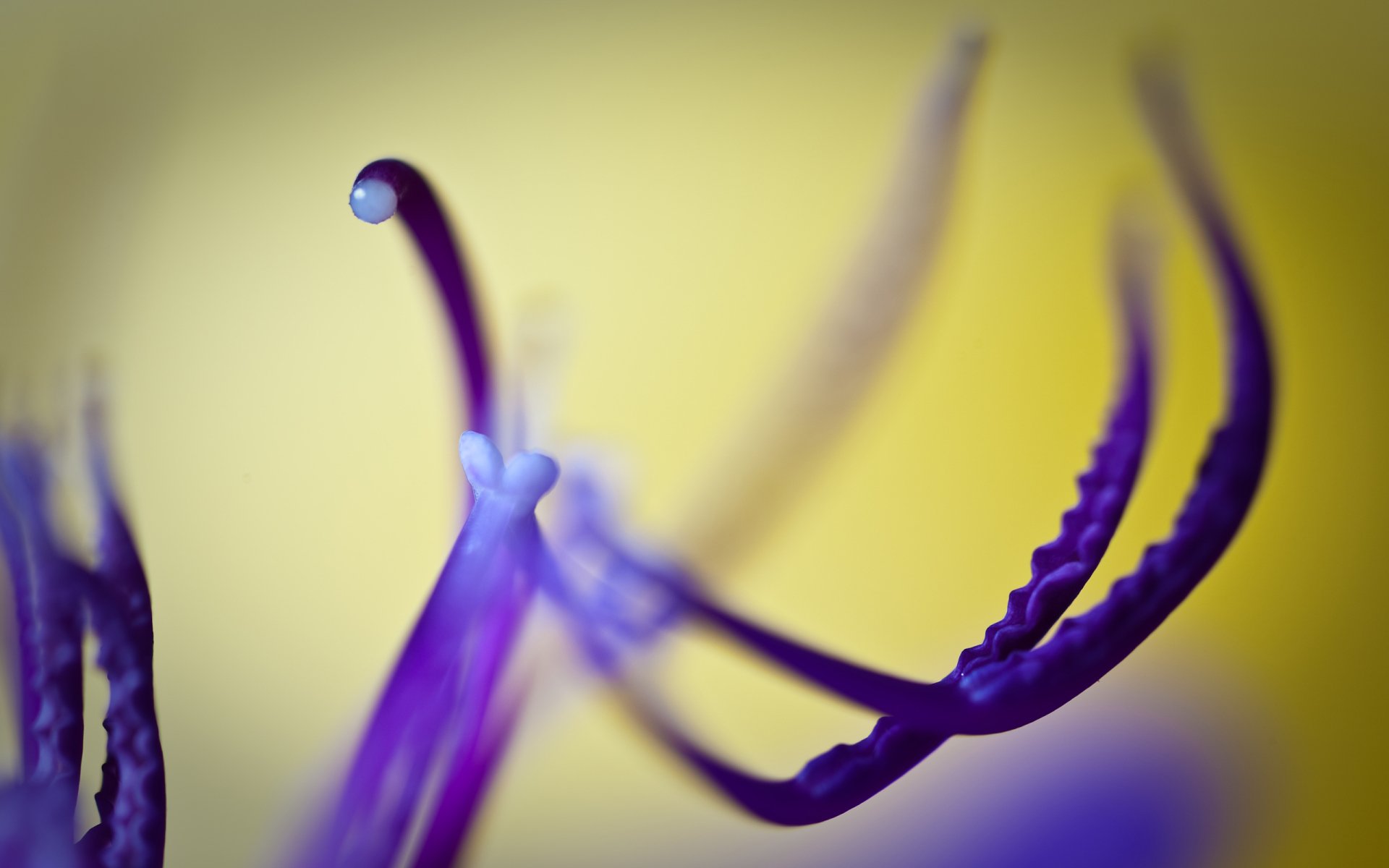 Download Macro Purple Flower Nature Flower HD Wallpaper