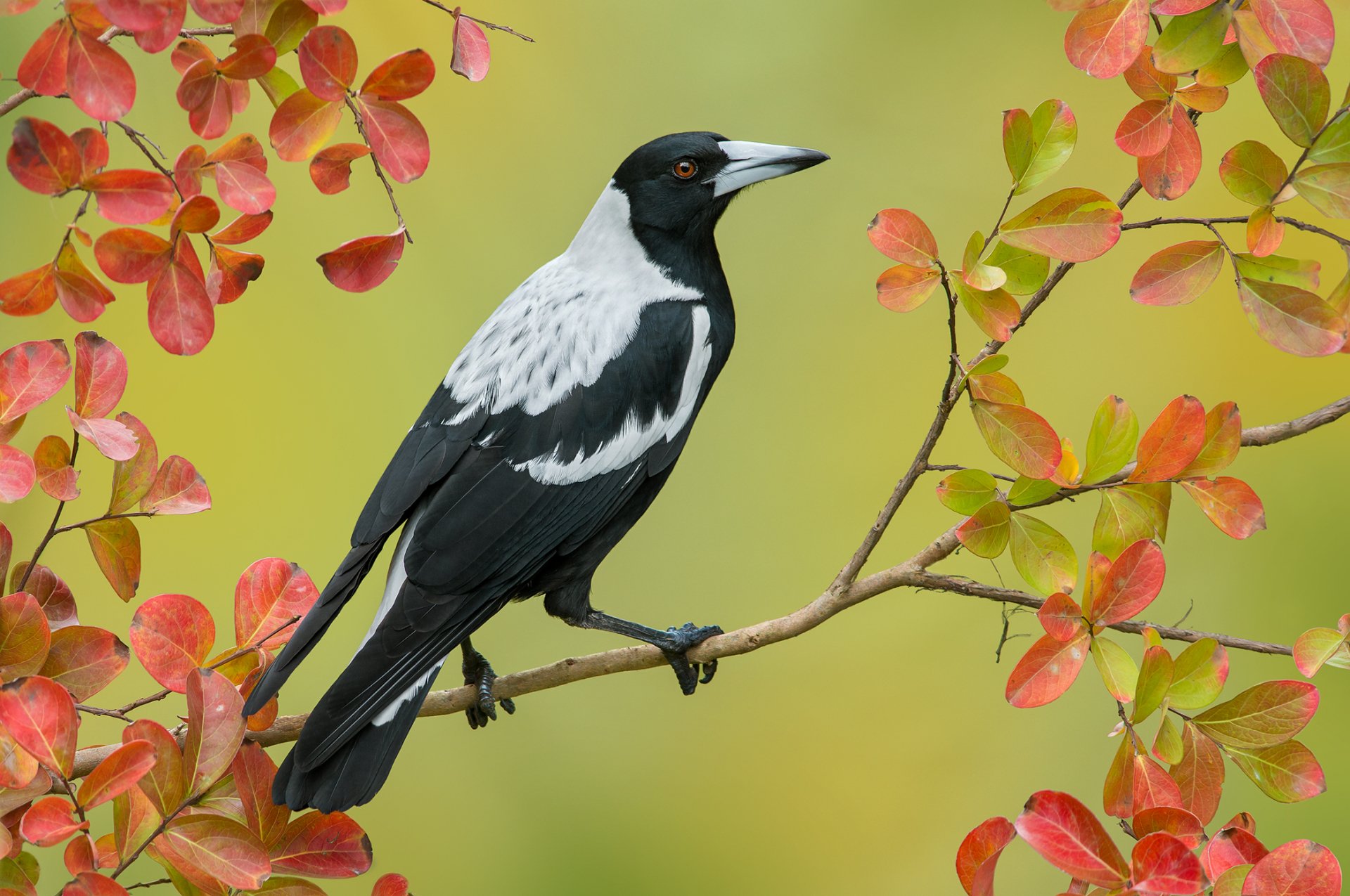 Download Crow Leaf Fall Bird Australian Magpie Pie Animal Magpie HD