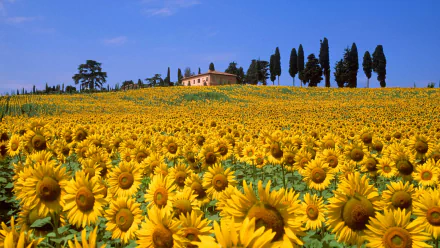 HD PC desktop wallpaper/background: vast sunflower field beneath a clear blue sky, a farmhouse and cypress trees on the horizon — bright nature sunflower landscape.