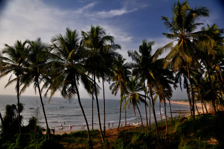 Tropical Vagator Beach in India with tall palm trees along the shoreline under a partly cloudy sky, captured in vibrant 4K Ultra HD for desktop background use.