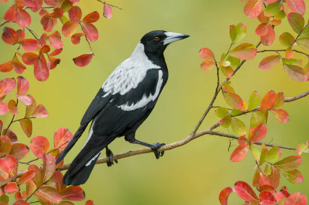 An Australian magpie perched on a branch surrounded by colorful fall leaves, captured in HD as a vivid desktop wallpaper background.
