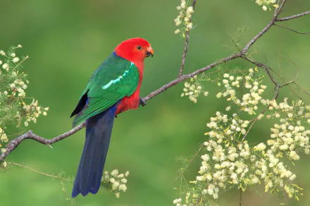  Australian King-Parrot