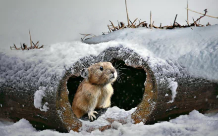 Animal mouse HD Desktop Wallpaper | Background Image