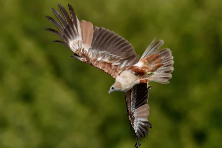 eagle red-backed sea-eagle flight wings bird kite Animal Brahminy Kite HD Desktop Wallpaper | Background Image