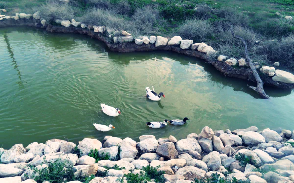 A serene scene in Algeria featuring a tranquil lake with ducks swimming among rocky edges, showcasing the beauty of nature. Captured in stunning 4K Ultra HD.
