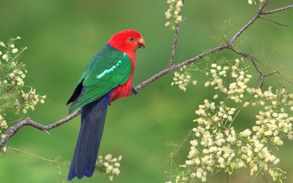 Animal King Parrot Birds Parrots Australian King-Parrot Parrot Bird Branch HD Wallpaper | Background Image
