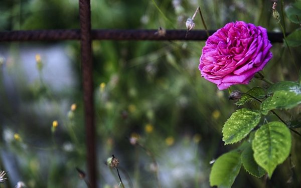Terre/Nature Rose Fleurs Fleur Jardin Printemps Pink Rose Fond d'écran HD | Image