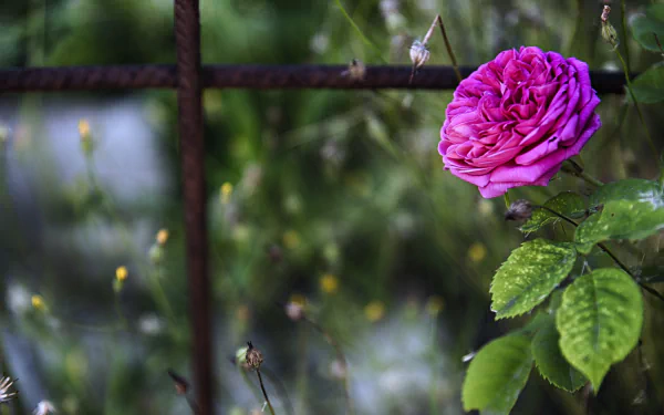 HD wallpaper of a vibrant pink rose in spring, contrasted against a rustic fence and lush greenery, capturing the essence of nature.