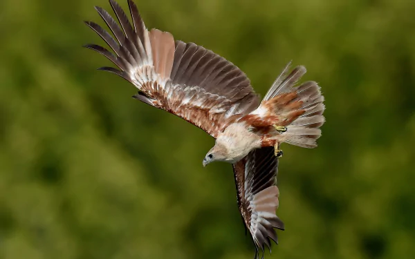 eagle red-backed sea-eagle flight wings bird kite Animal Brahminy Kite HD Desktop Wallpaper | Background Image