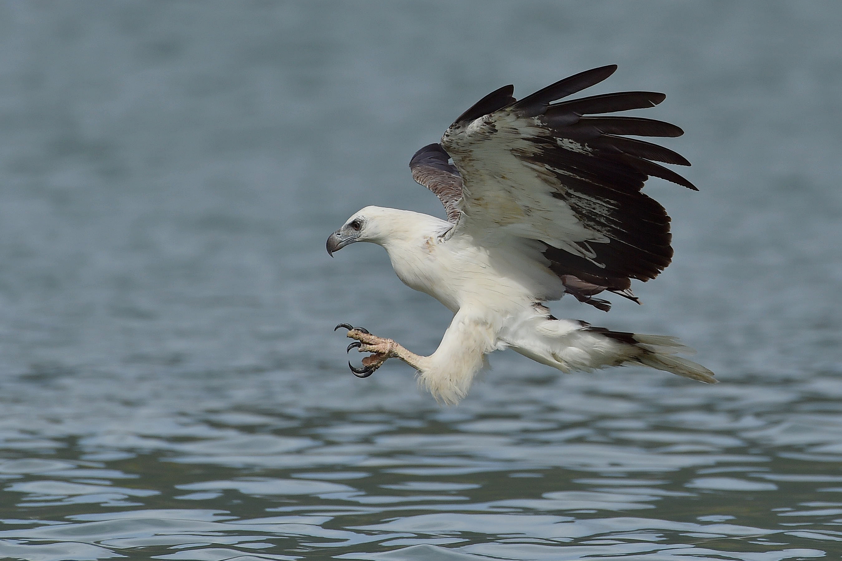Animal White-bellied Sea Eagle HD Wallpaper | Background Image