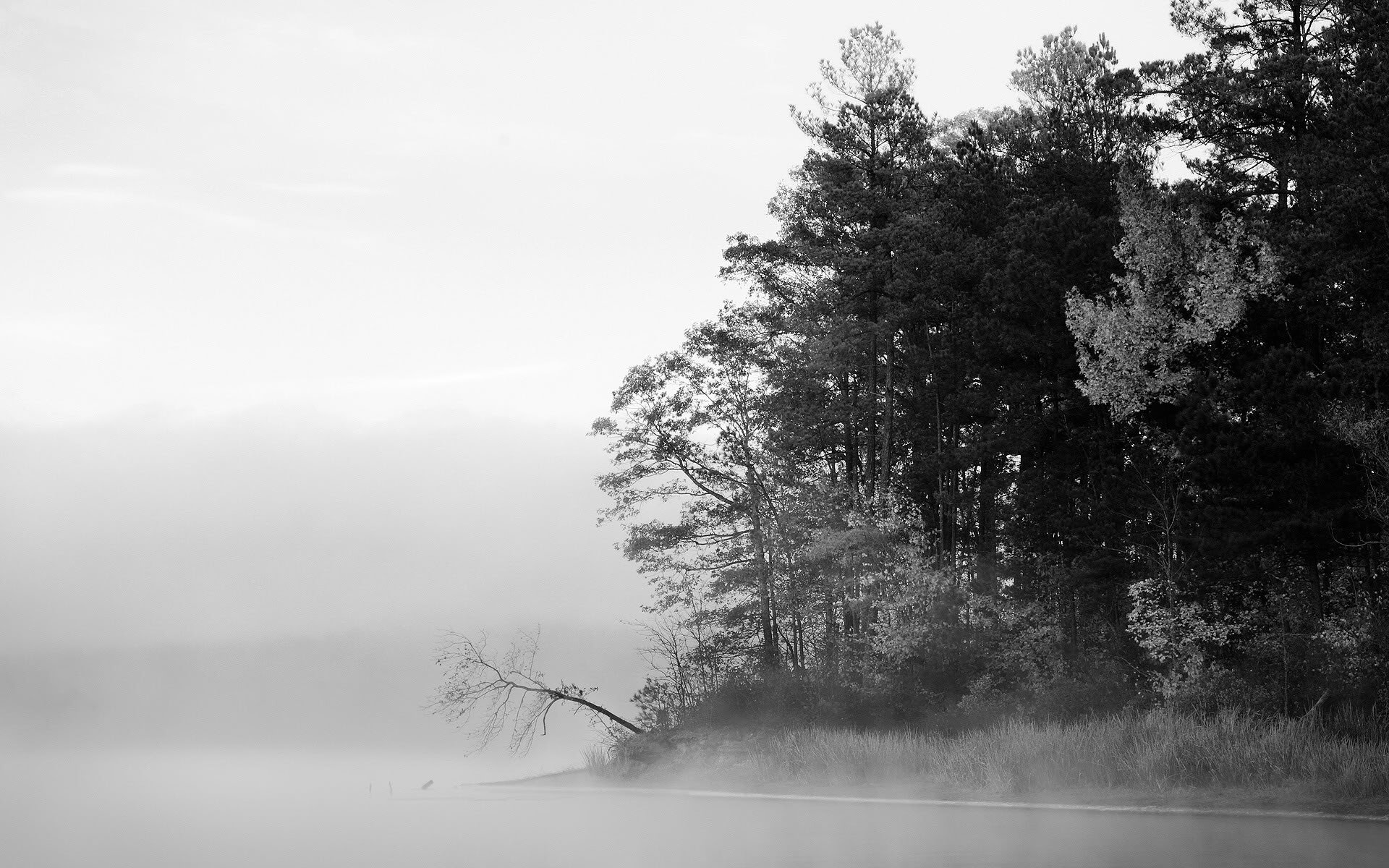 Download Wood Tree Shore Monochrome Grayscale Forest Coast Nature Fog HD Wallpaper