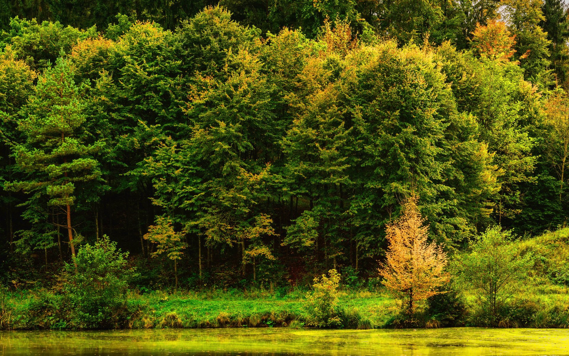 Download Nature Forest HD Wallpaper | 3000x1875 | Wallpaper Abyss