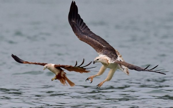 Animal White-bellied Sea Eagle Birds Eagles Sea Eagle Eagle Brahminy Kite Kite Swooping Flight HD Wallpaper | Background Image