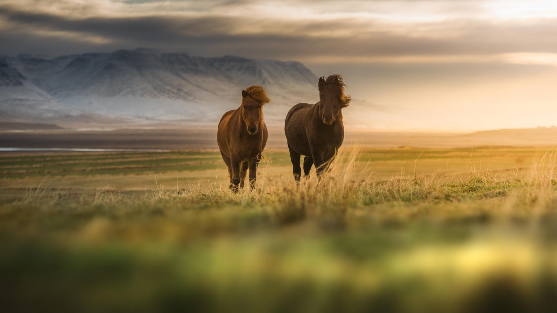 Horse HD Wallpaper | Background Image | 1920x1080 | ID ...