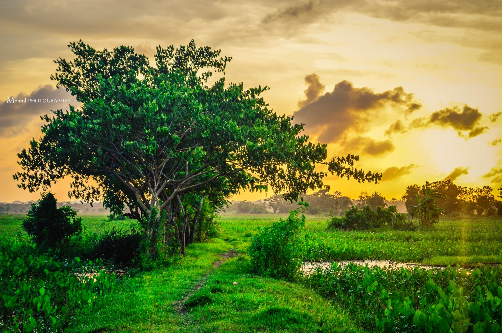 A vibrant 4K Ultra HD desktop wallpaper featuring a lush green field with a solitary tree under a golden sunset sky, showcasing serene natural landscape beauty.
