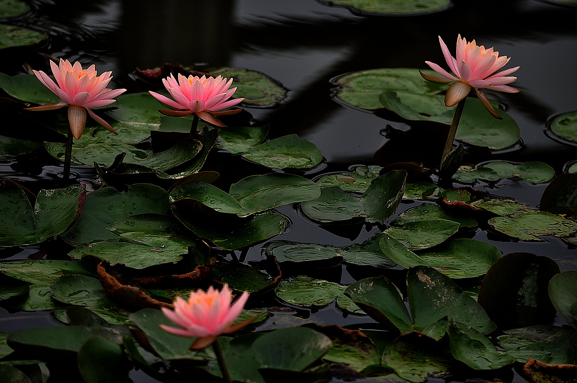 Water Lilies 4k Ultra HD Wallpaper and Background Image | 4288x2848 | ID:595410