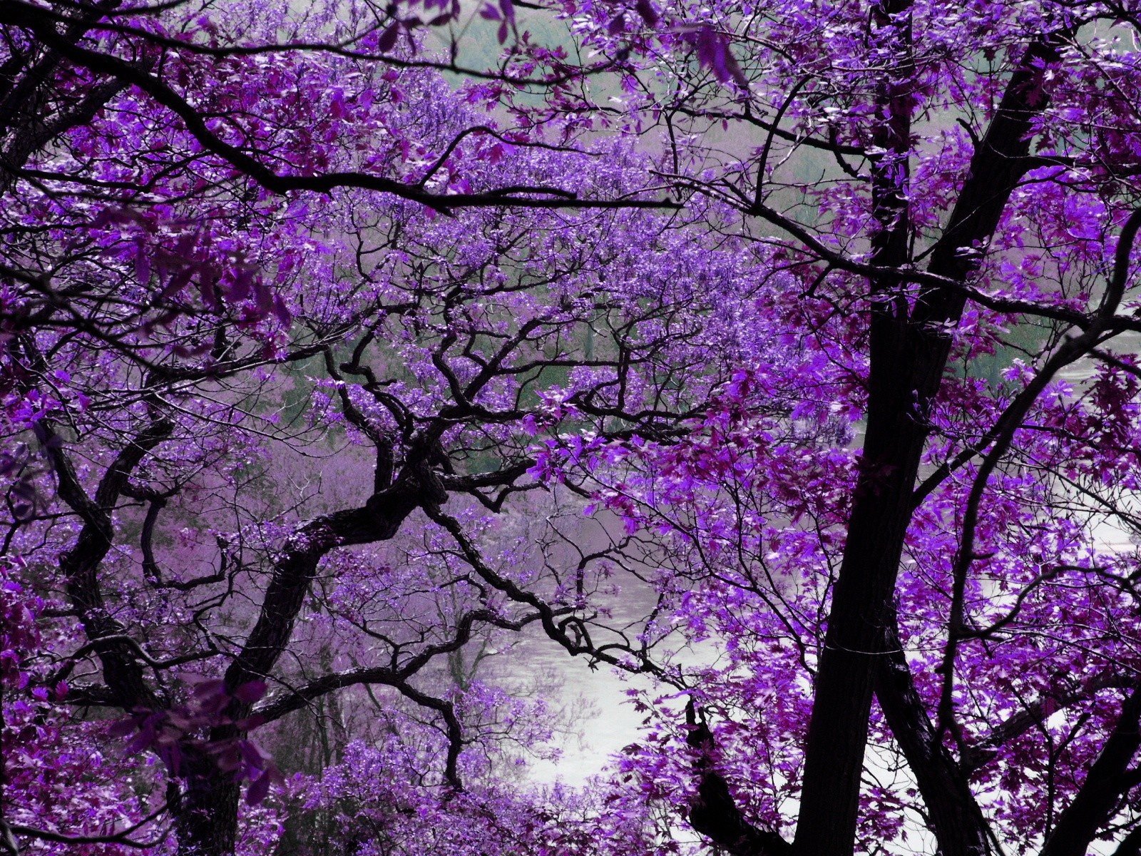 Download Nature Tree Wallpaper