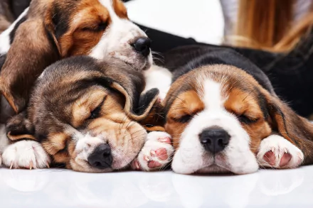 A trio of beagle puppies peacefully sleeping together, showcasing their adorable features. This high-quality 4K Ultra HD image serves as a charming desktop wallpaper.