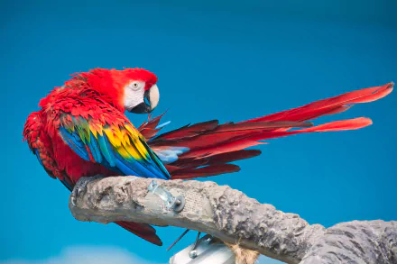 Vivid scarlet macaw perched on a branch against a turquoise background — 2K Quad HD PC desktop wallpaper and background.