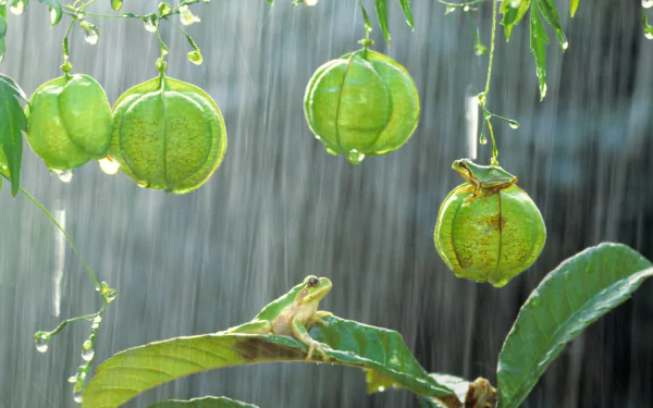 A vibrant tree frog perched on a leaf, surrounded by green, rain-soaked fruit hanging from branches, creating a serene nature scene for a high-definition desktop wallpaper.