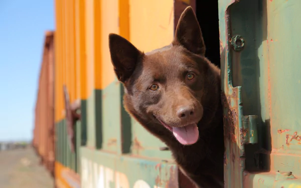 HD PC desktop wallpaper featuring a brown dog with perked ears looking out from a train, inspired by the movie Red Dog.