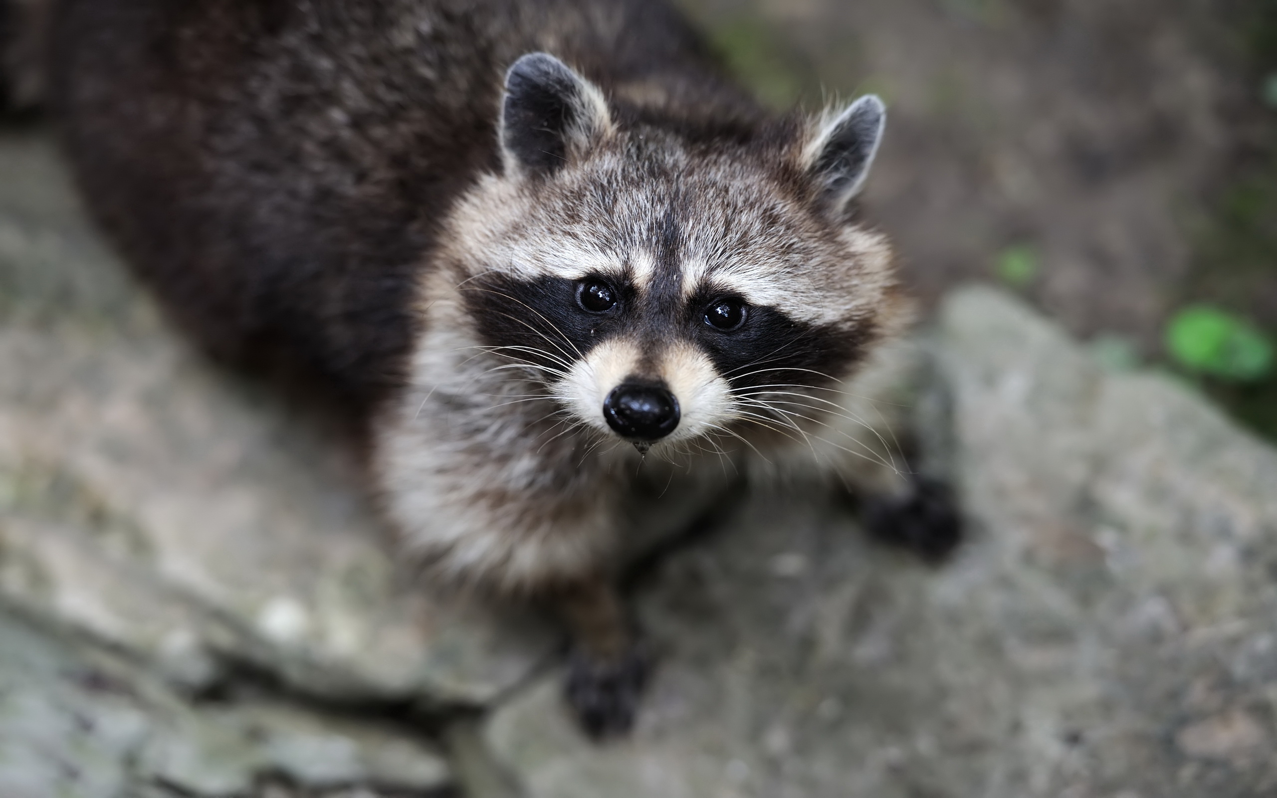 182 Raccoon Hd Wallpapers Background Images Wallpaper Abyss