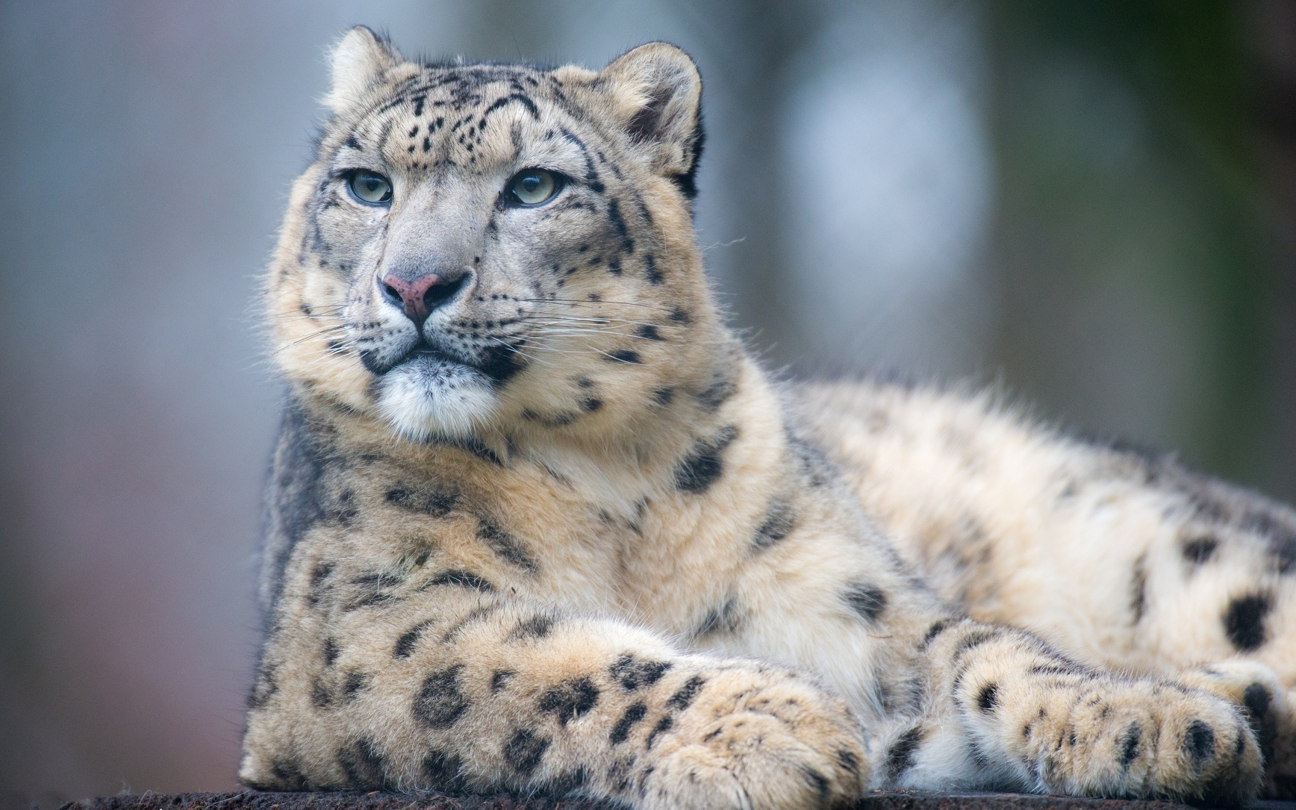 Snow Leopard HD Wallpaper