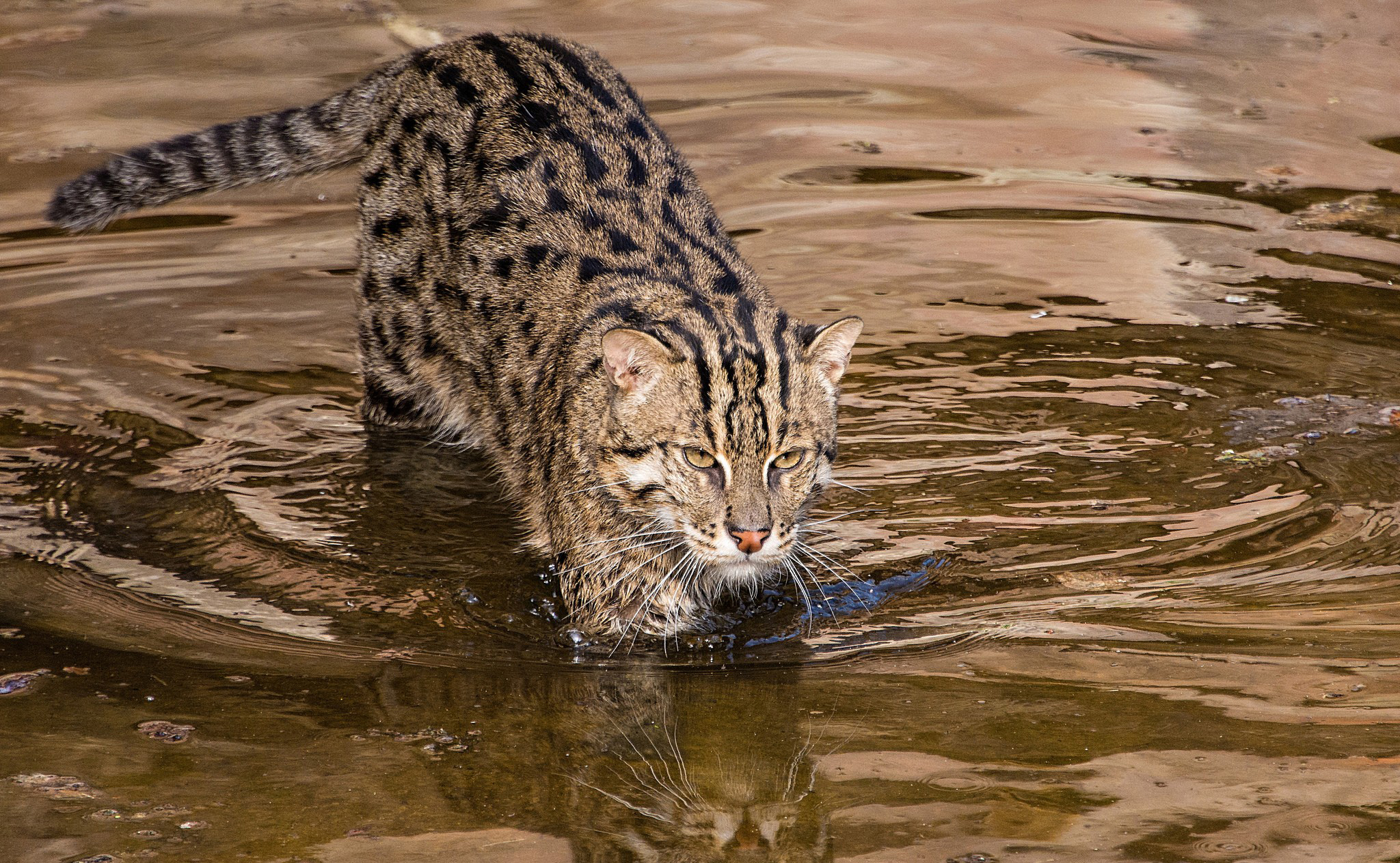 download-animal-fishing-cat-hd-wallpaper