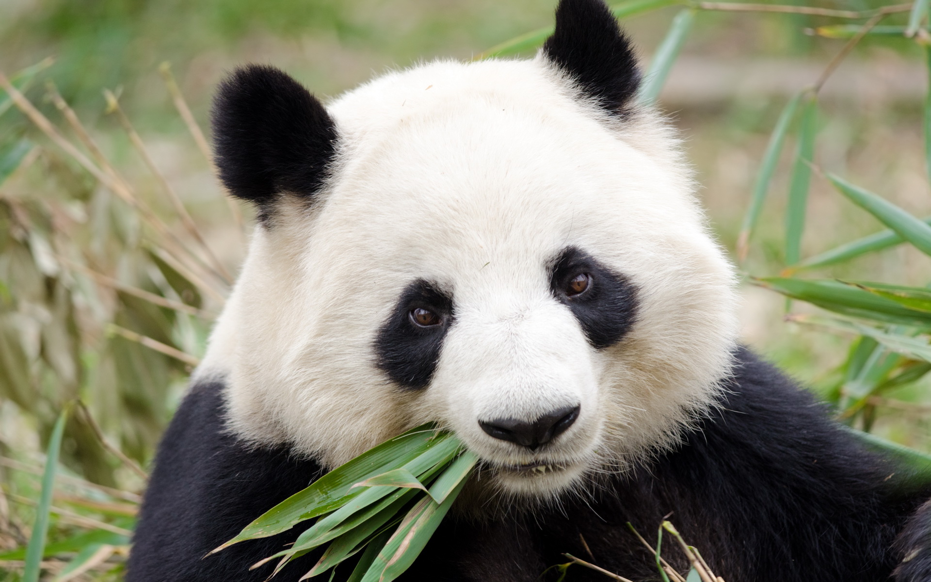 Animaux Panda HD Fond D’écran