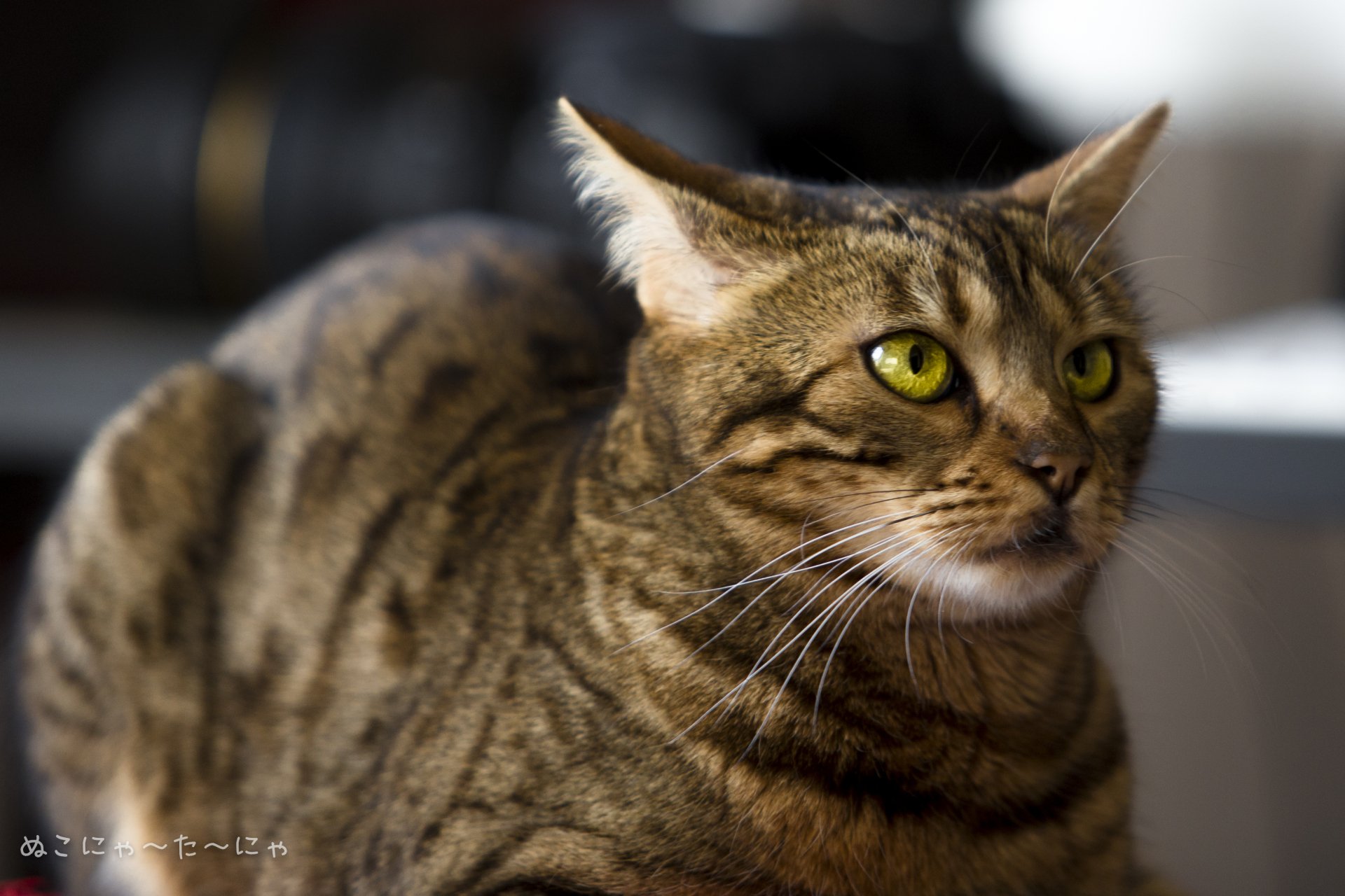 A striking cat with vivid green eyes and prominent whiskers, captured in HD detail. This image showcases the animal's unique features, making it an engaging desktop wallpaper.