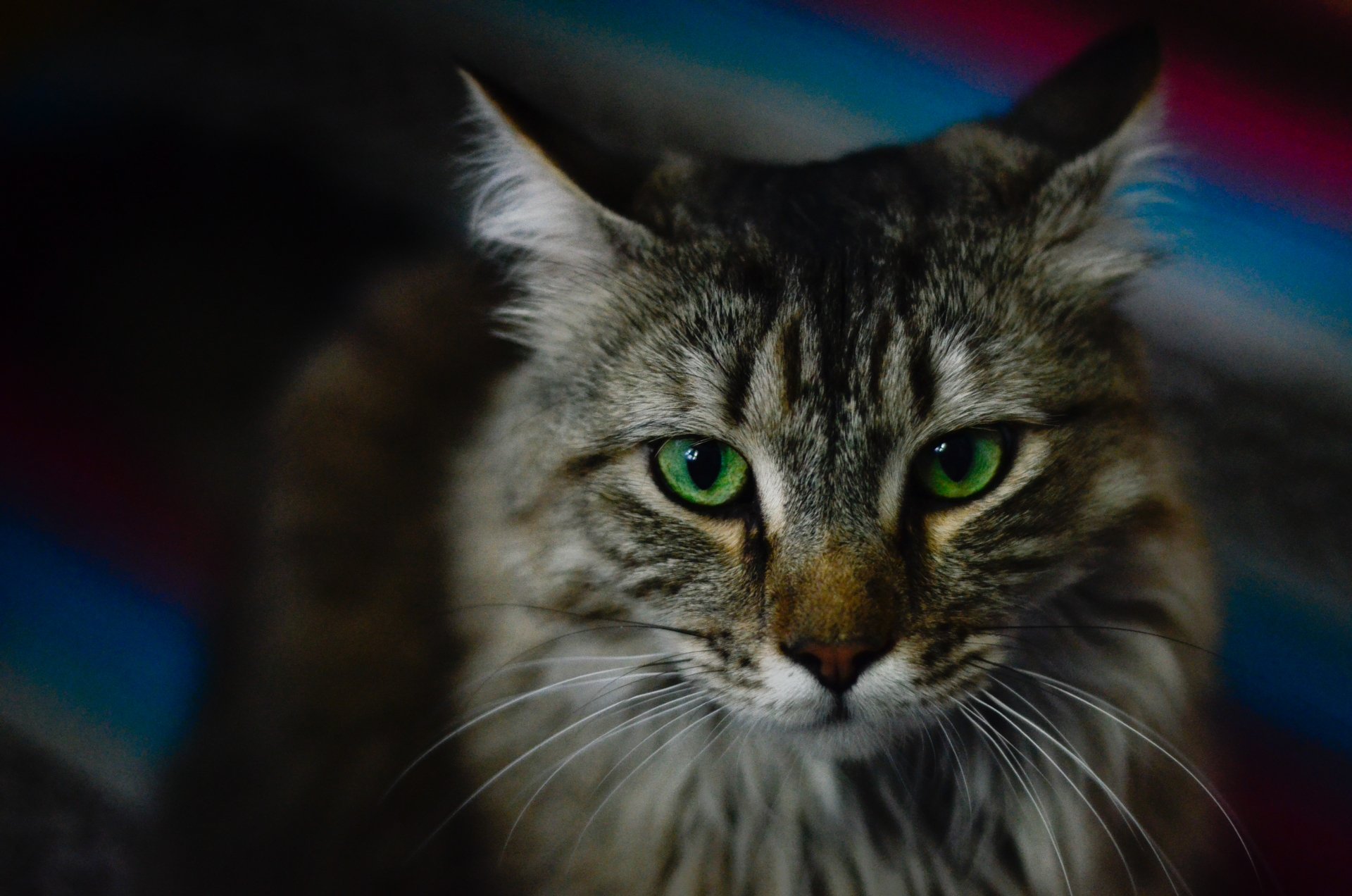 Close-up of a long-haired tabby cat with striking green eyes in moody light — 4K Ultra HD PC desktop wallpaper/background.