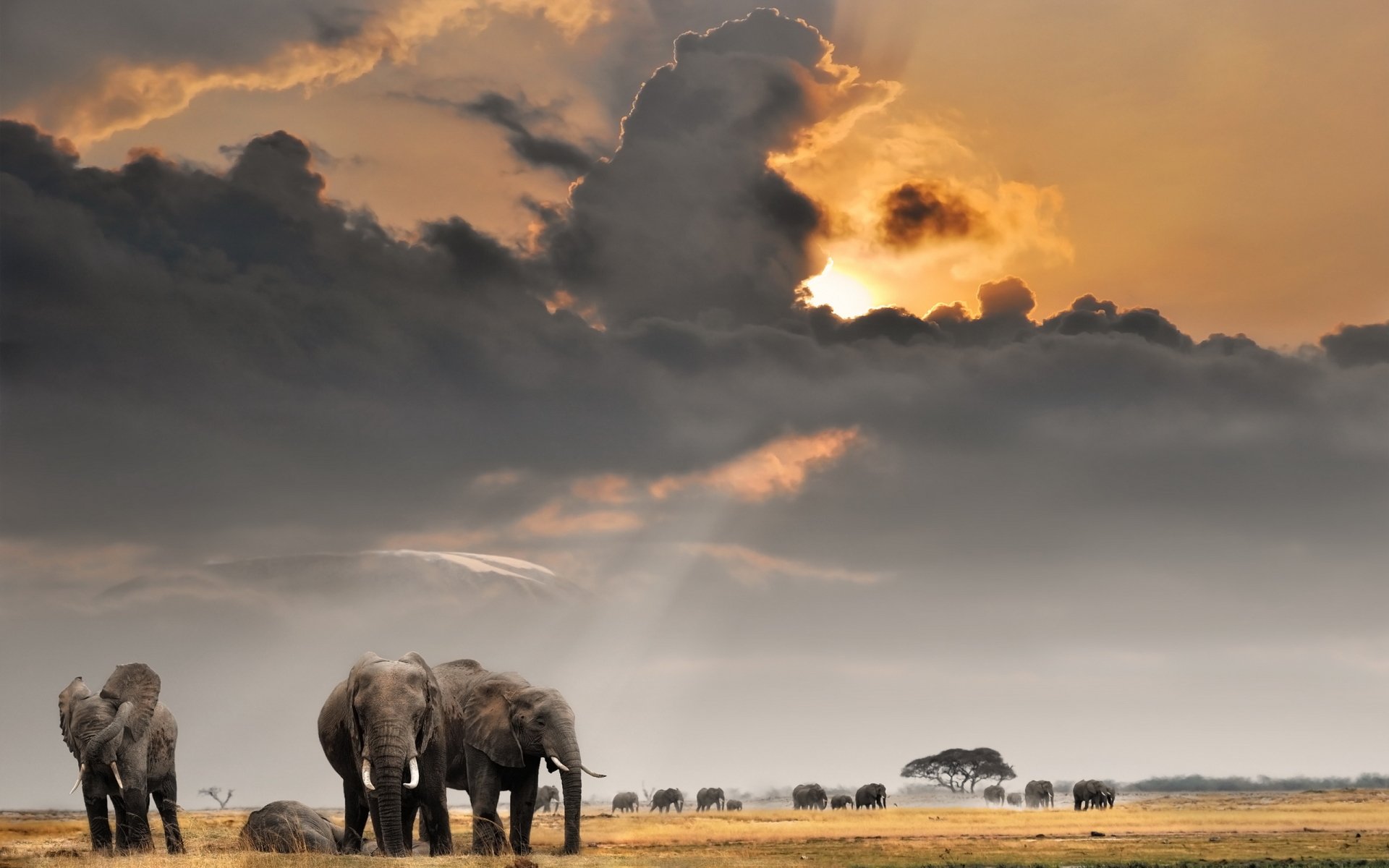 Download Animal African Bush Elephant HD Wallpaper