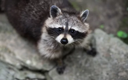 HD desktop wallpaper featuring a close-up of a raccoon perched on rocks, gazing forward with a sharp, vivid backdrop.
