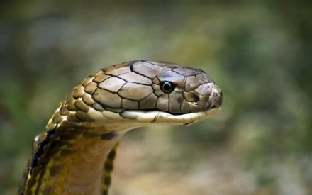 A striking close-up of a King Cobra, showcasing its intricate scales and intense gaze. This HD image makes a captivating desktop wallpaper for animal lovers.