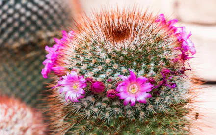 nature cactus HD Desktop Wallpaper | Background Image