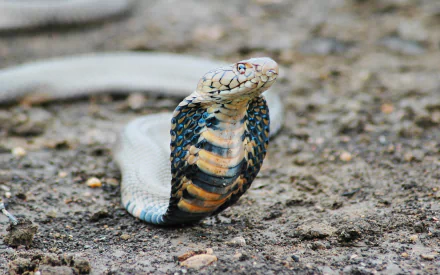 HD PC desktop wallpaper featuring a close-up of a king cobra with its hood expanded on a textured ground background.