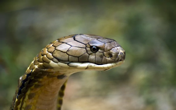 A striking close-up of a King Cobra, showcasing its intricate scales and intense gaze. This HD image makes a captivating desktop wallpaper for animal lovers.