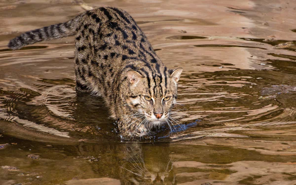 Animal Fishing Cat HD Desktop Wallpaper | Background Image