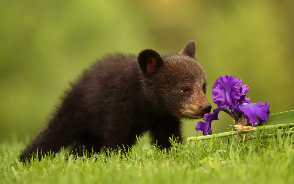 Animal bear HD Desktop Wallpaper | Background Image