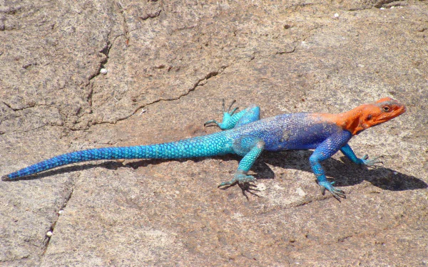  The common agama, red-headed rock agama, or rainbow agama