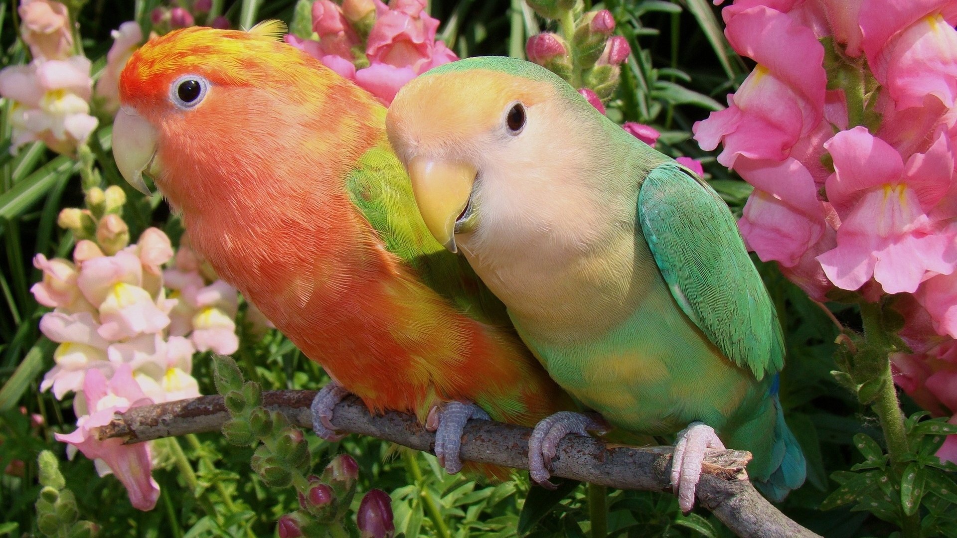HD desktop wallpaper featuring two colorful lovebirds perched on a branch surrounded by vibrant pink flowers, highlighting the beauty of these charming animals.