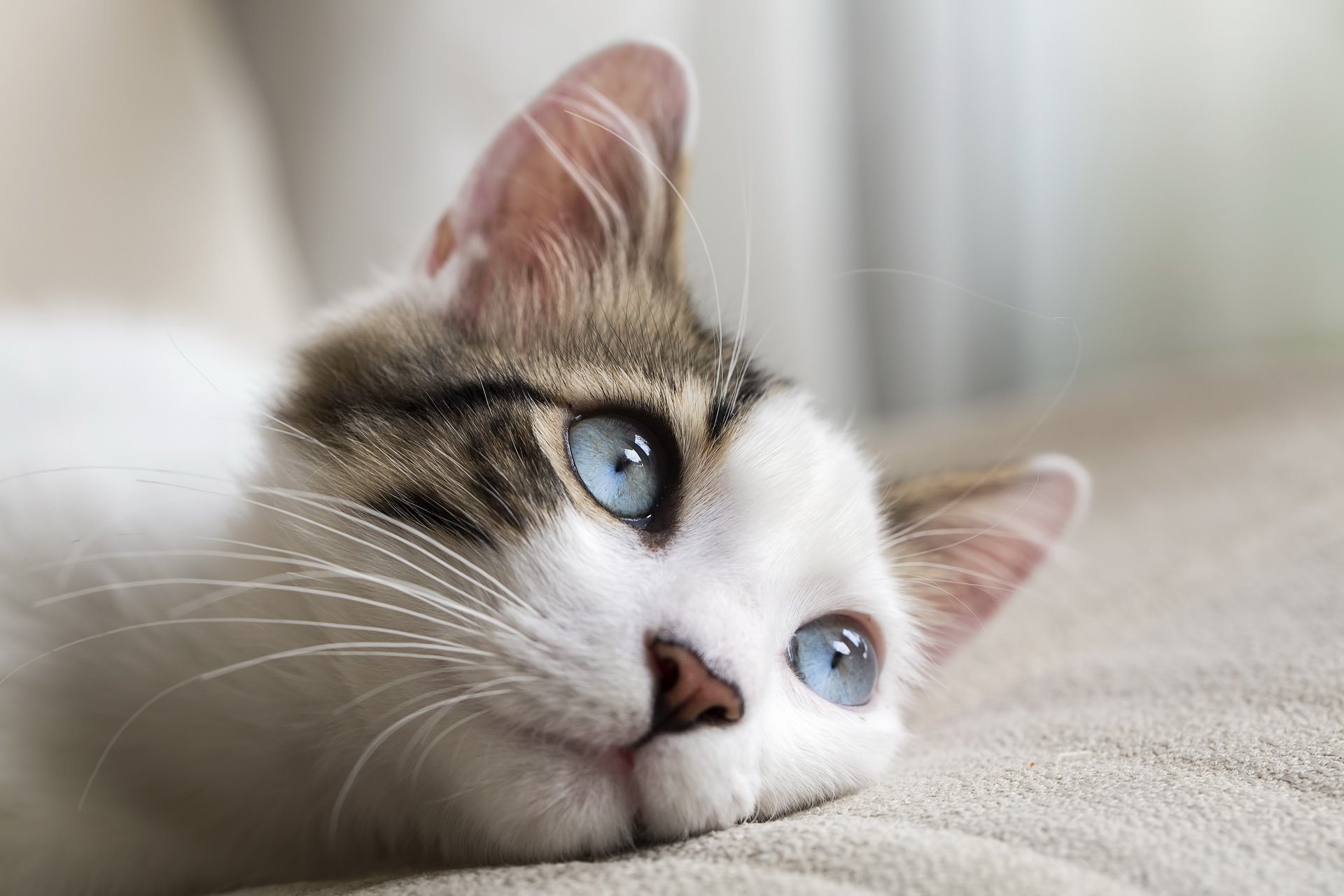 Dreamy Blue-Eyed Cat — HD Wallpaper | 1920x1280 | Wallpaper Abyss