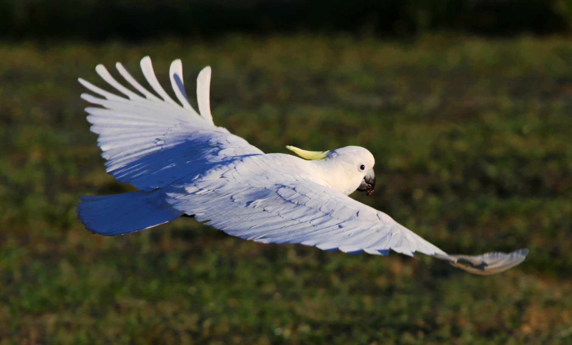 2K Quad HD desktop wallpaper of a Sulphur-crested cockatoo (parrot) animal in full flight, wings fully spread over a soft green background.