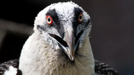 Animal vulture HD Desktop Wallpaper | Background Image