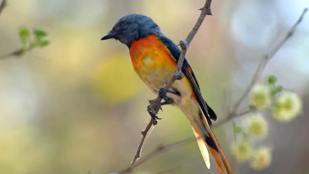 Small Minivet Animal Minivet HD Desktop Wallpaper | Background Image