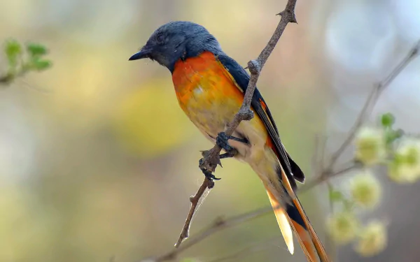 Small Minivet Animal Minivet HD Desktop Wallpaper | Background Image