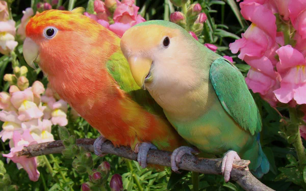 HD desktop wallpaper featuring two colorful lovebirds perched on a branch surrounded by vibrant pink flowers, highlighting the beauty of these charming animals.